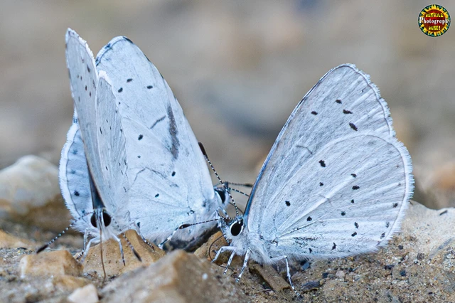 Celastrina argiolus - bengeboglárka