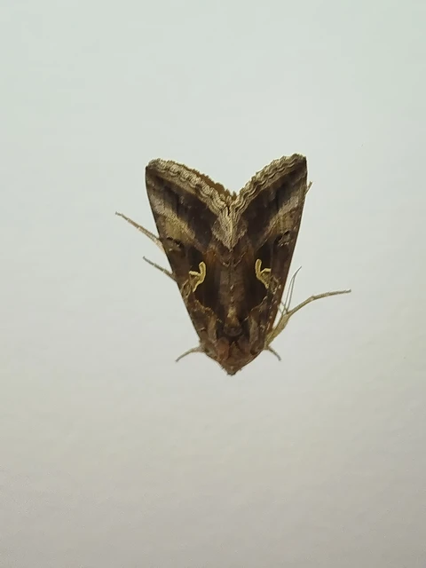 Autographa gamma - gammalepke