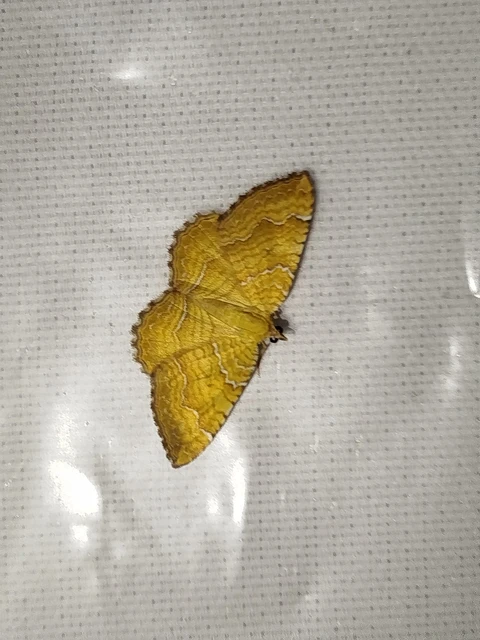 Camptogramma bilineata - kétvonalas sávosaraszoló
