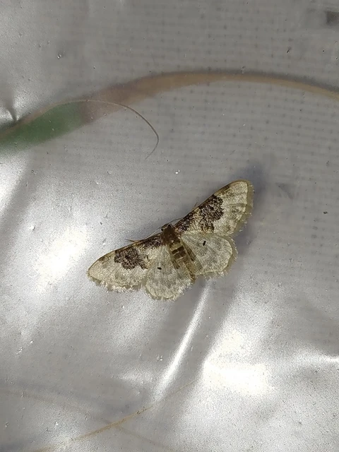 Idaea rusticata - tarka apróaraszoló
