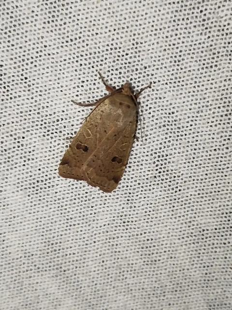 Noctua comes - kis sárgafűbagoly