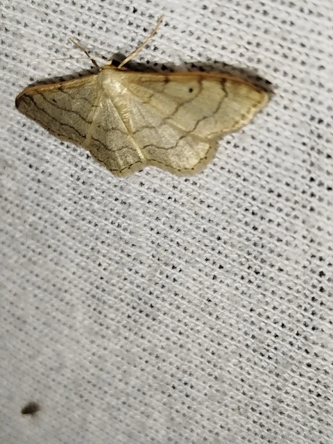 Idaea aversata - nagy sávosaraszoló