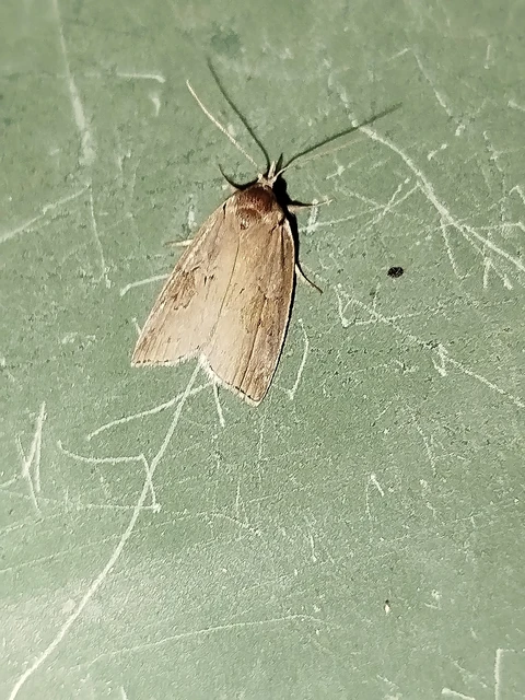 Nycteola asiatica - nyárfa-trapézbagoly