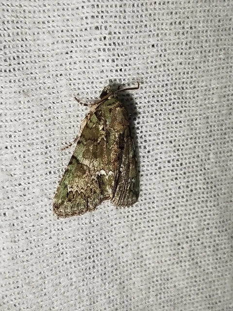 Polyphaenis sericata - selyemfényű erdeibagoly