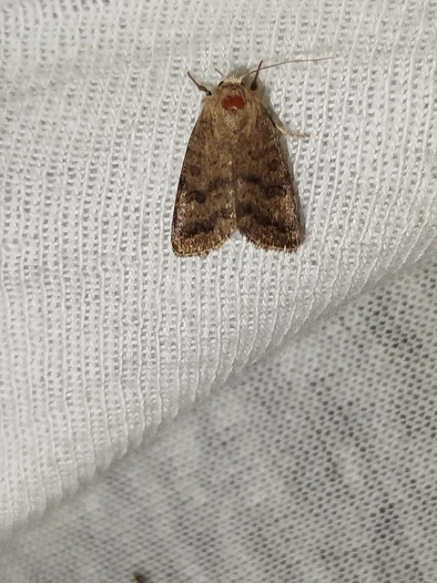 Hoplodrina octogenaria - barna selymesbagoly