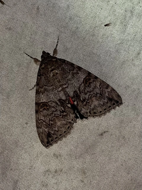 Catocala nupta - piros övesbagoly