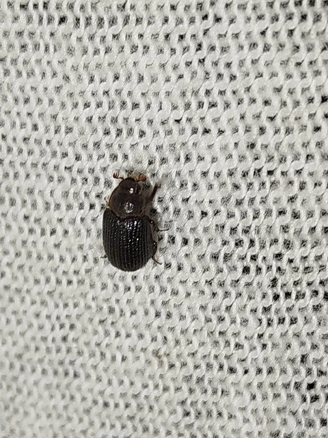 Trox perrisii - fészeklakó irhabogár