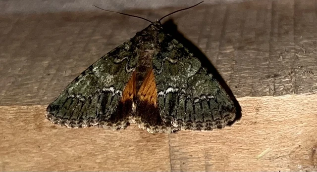 Polyphaenis sericata - selyemfényű erdeibagoly