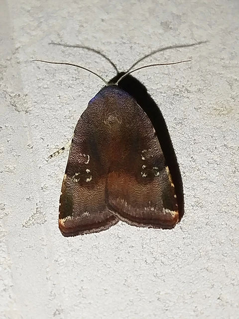 Noctua janthe/janthina