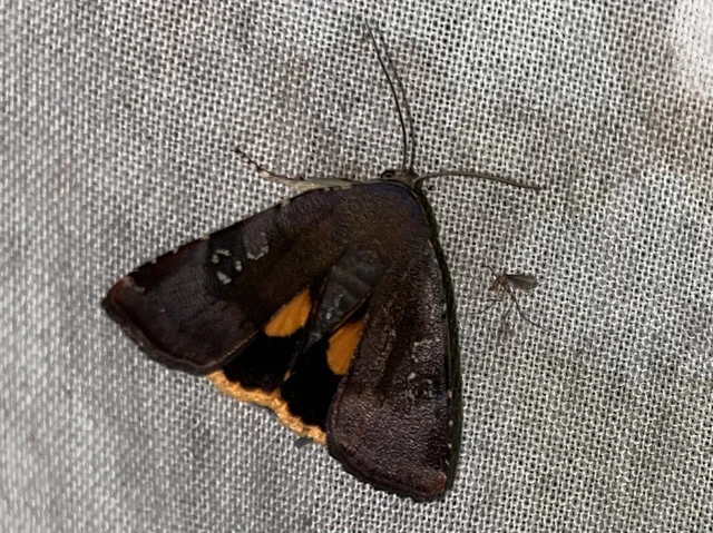 Noctua janthina - tarka sárgafűbagoly