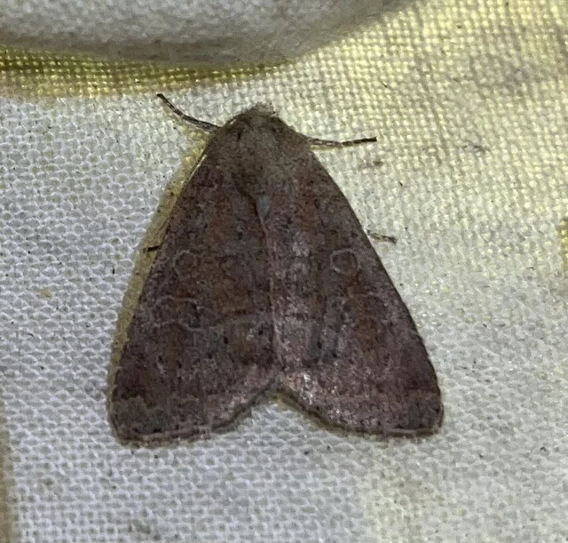 Parastichtis suspecta - sötét erdeibagoly