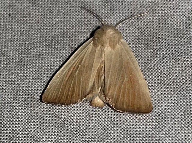 Arenostola phragmitidis - selymes nádibagoly
