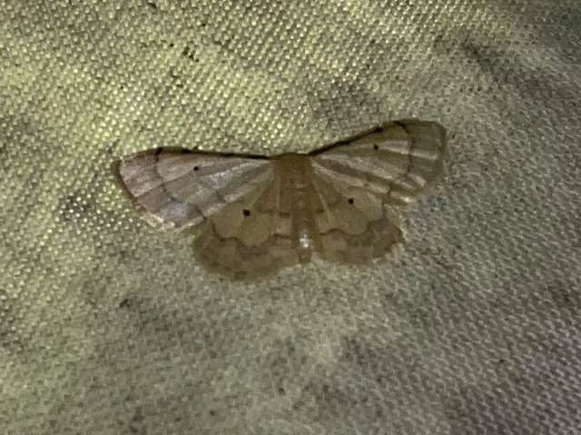 Idaea politaria - vonalas apróaraszoló