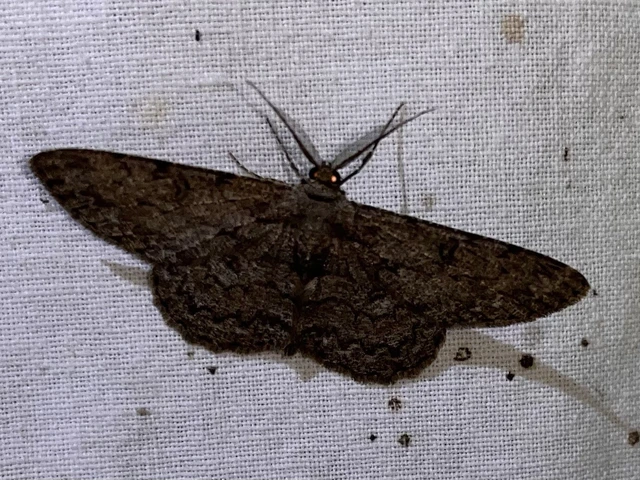 Hypomecis punctinalis - pettyes faaraszoló
