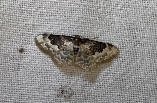 Idaea rusticata - tarka apróaraszoló