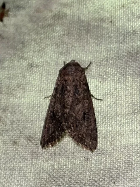 Hadula trifolii - lóherebagoly