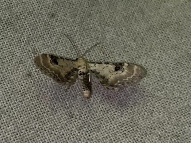 Eupithecia centaureata - búzavirág-törpearaszoló