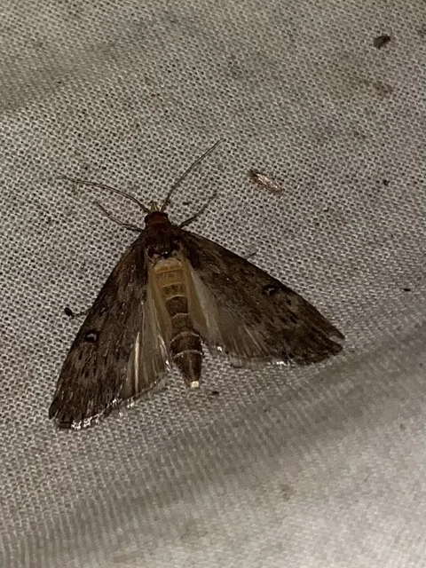 Lamoria anella - törmelékmoly