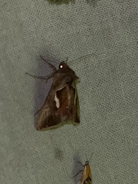Macdunnoughia confusa - cseppfoltos ezüstbagoly