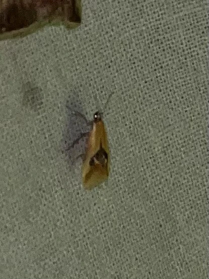 Batia internella/lambdella