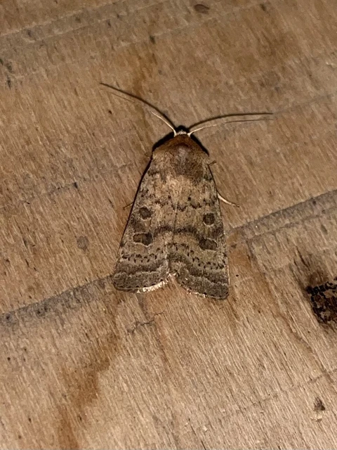 Hoplodrina octogenaria - barna selymesbagoly