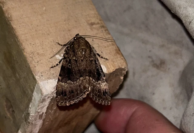 Amphipyra pyramidea - fahéjszínű bagoly
