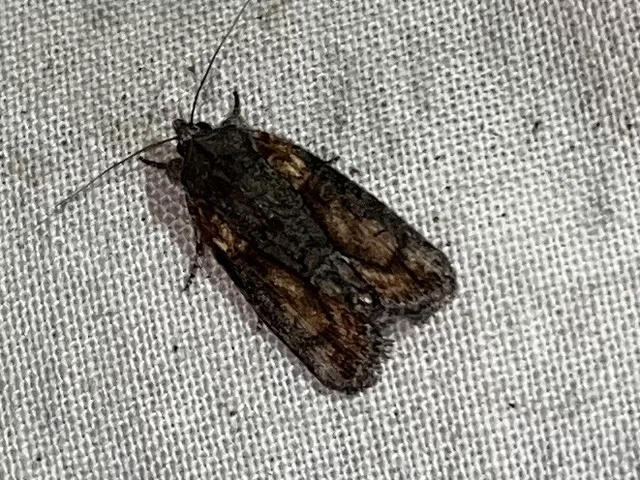 Bryophila raptricula/felina