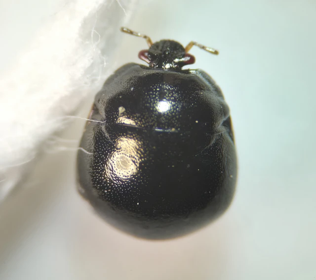 Coptosoma Coptosoma