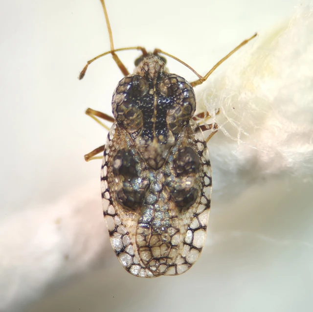 Dictyla rotundata