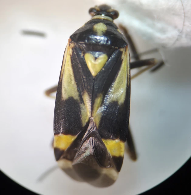 Grypocoris sexguttatus - hatpettyes díszpoloska Grypocoris sexguttatus - hatpettyes díszpoloska