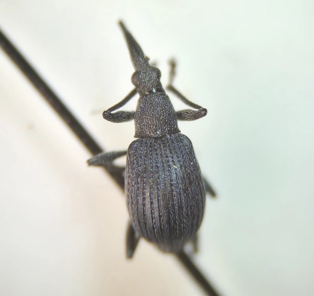 Oxystoma