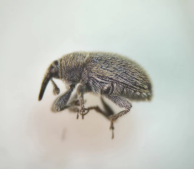 Rhinusa tetra - magtoklakó ökörfarkkóró-ormányos