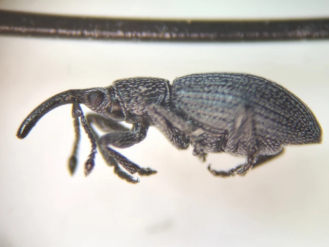 Ceratapion penetrans - lapátlábú cickányormányos Ceratapion penetrans - lapátlábú cickányormányos
