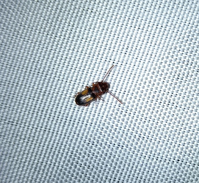Laemophloeus monilis - nagyfoltú szegélyeslapbogár