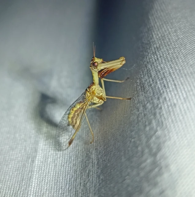 Mantispa styriaca - kétszínű fogólábú-fátyolka