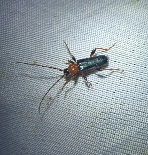 Phymatodes testaceus - változékony korongcincér Phymatodes testaceus - változékony korongcincér