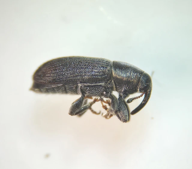Mecinus pyraster - szélesnyakú útifűormányos