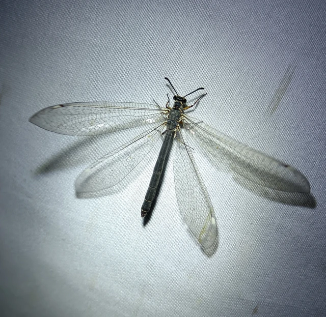 Myrmeleon