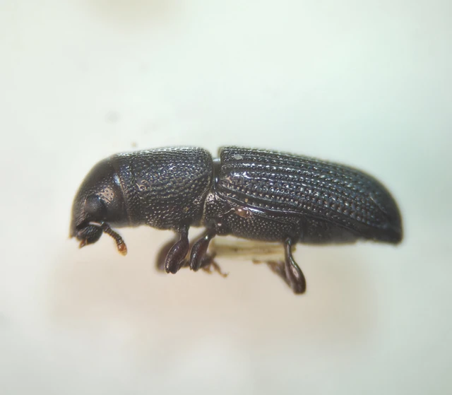 Rhyncolus Rhyncolus