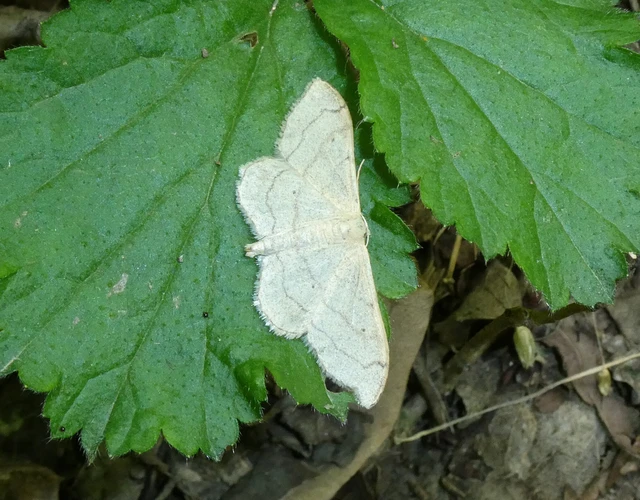 Idaea aversata - nagy sávosaraszoló