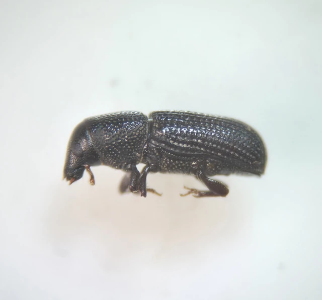 Brachytemnus porcatus - négyzetestorú szúormányos