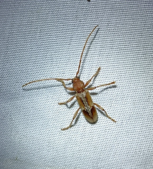 Trichoferus pallidus - sápadt éjicincér