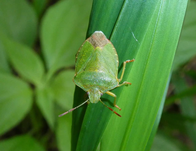 Palomena prasina - zöld bogyómászó-poloska Palomena prasina - zöld bogyómászó-poloska