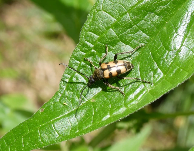 Pachytodes erraticus - rajzos virágcincér