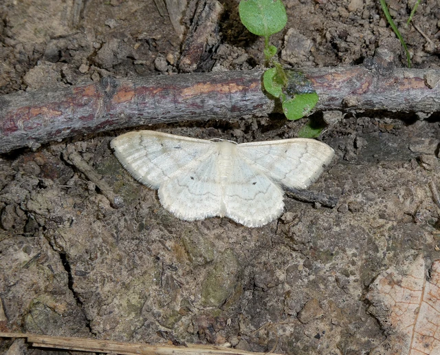 Idaea deversaria - egyszínű sávosaraszoló