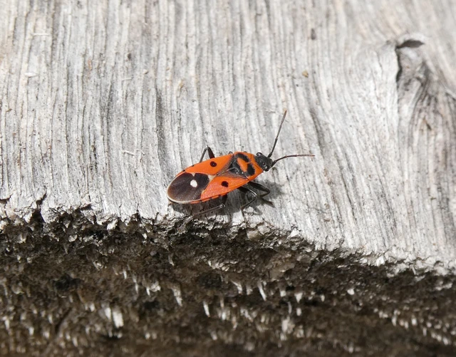 Melanocoryphus albomaculatus - nagy fehérfoltos-bodobács