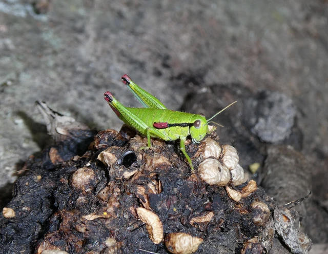 Odontopodisma decipiens - déli hegyisáska