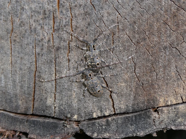 Mesosa curculionoides - szemfoltos cincér Mesosa curculionoides - szemfoltos cincér