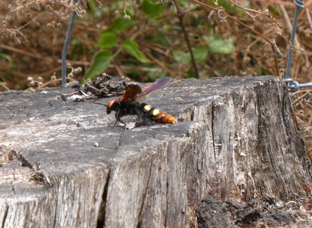 Megascolia maculata - óriás-tőrösdarázs