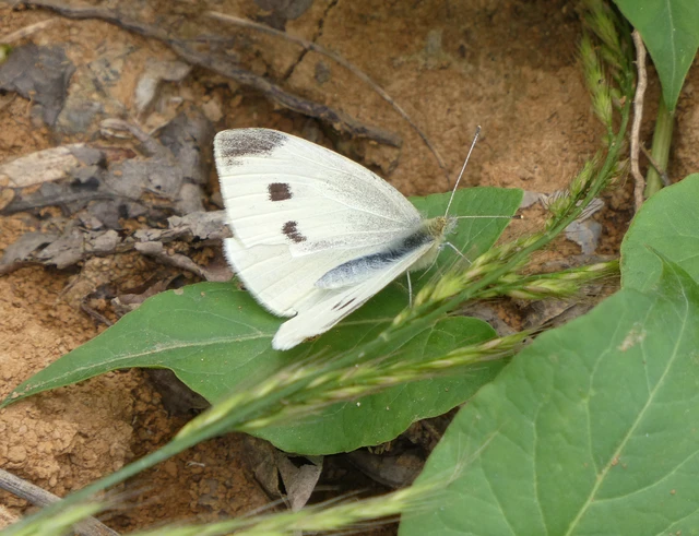 Pieris rapae - répalepke